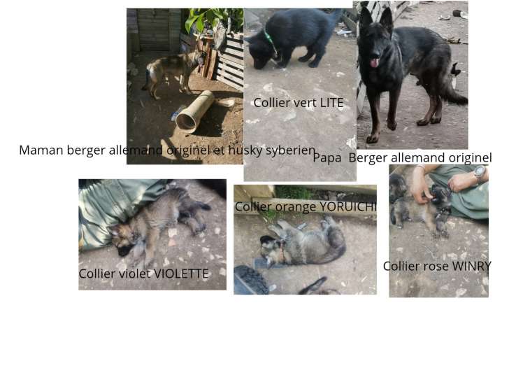 Chiots croisés Berger Allemand et Husky à vendre