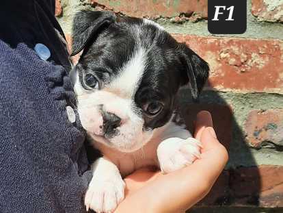 Chiots Boston Terrier à vendre