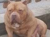 Mâle American Bully pocket extrême disponible pour saillie