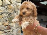 Chiots Maltipoo disponibles
