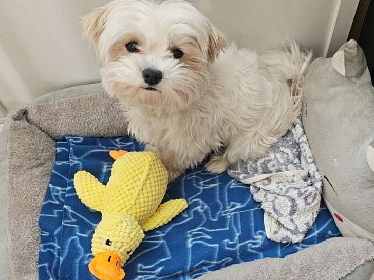 Adorable chien Bichon Maltais mâle à vendre