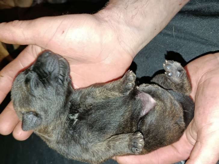 Chiots de type Berger Belge Malinois à vendre (2 femelles & 4 mâles)