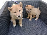 Un mâle Mini Chiot Shiba Inu LOF