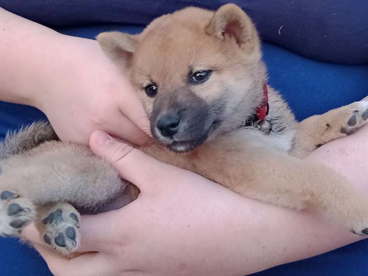 Un mâle Mini Chiot Shiba Inu LOF