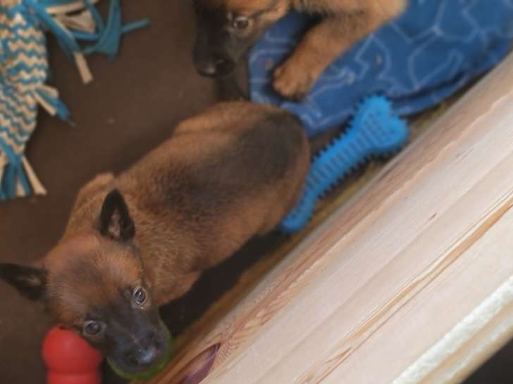 Chiots Berger Belge Malinois à vendre