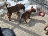Chiots Berger Belge Malinois à vendre