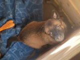 Chiots Berger Belge Malinois à vendre