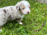 Chiot rouge merle