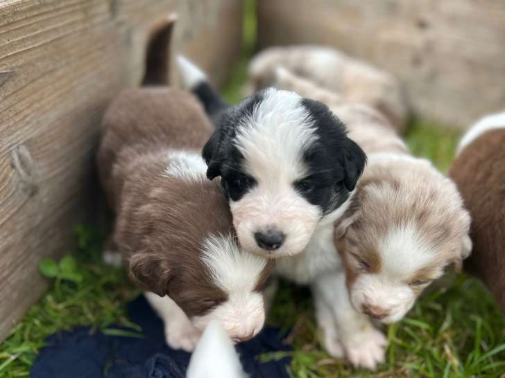 Magnifique chiots Berger Australien Miniature LOF à vendre