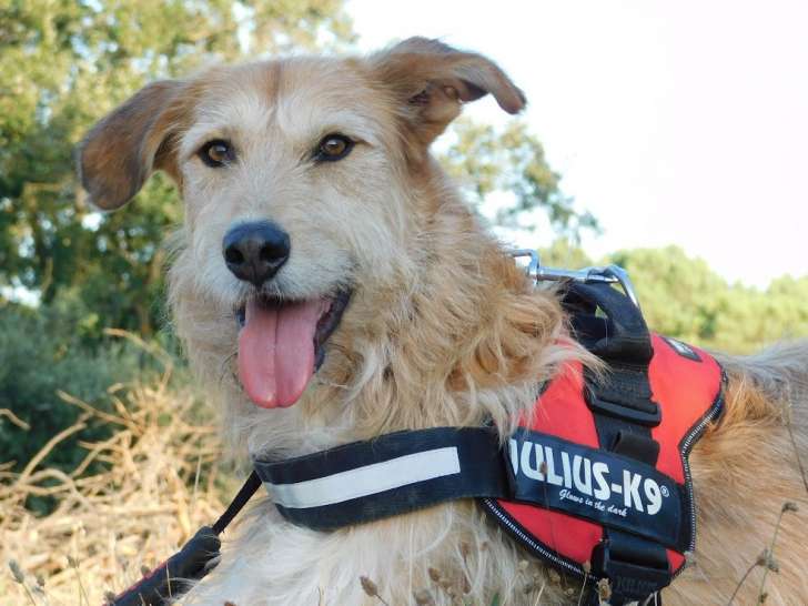 Gomez, un chien touchant à adopter
