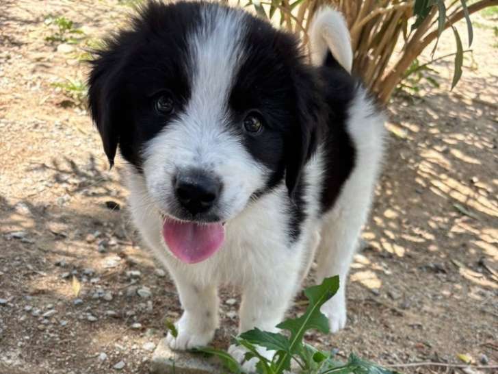 Lazlo, chiot male à adopter