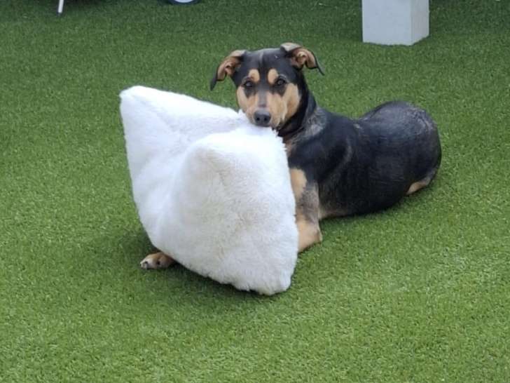 Chien adulte de type Berger Allemand à donner