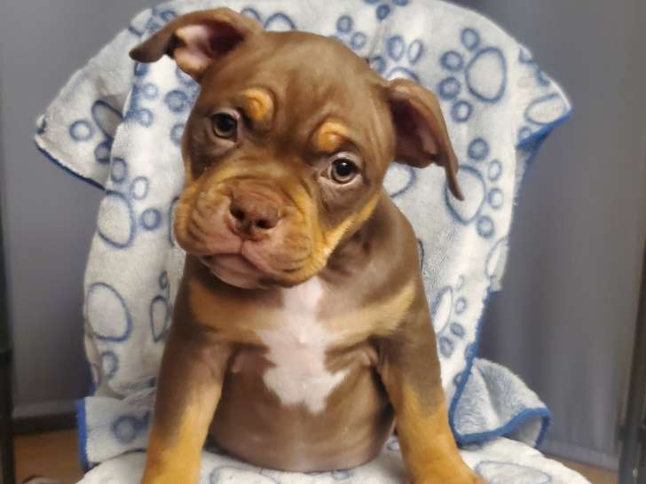 Chiots de race American Bully à vendre (4 femelles & 1 mâle)