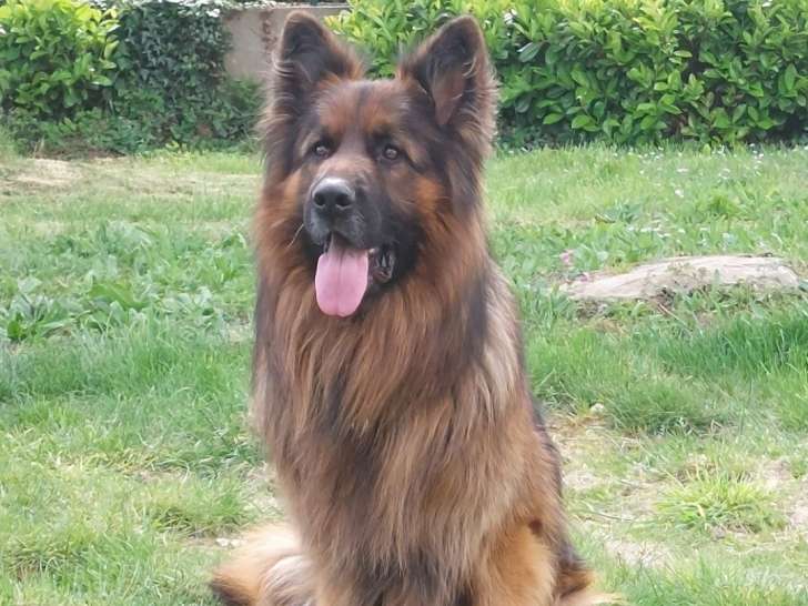 Mâle Berger Allemand à Poil Long disponible pour saillie