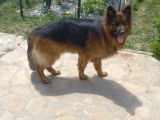 Mâle Berger Allemand à Poil Long disponible pour saillie