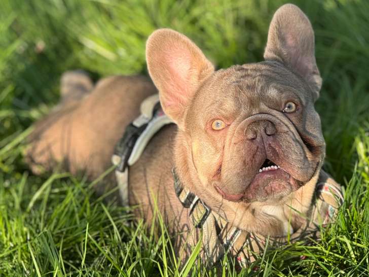 Mâle Bouledogue Français disponible pour saillie