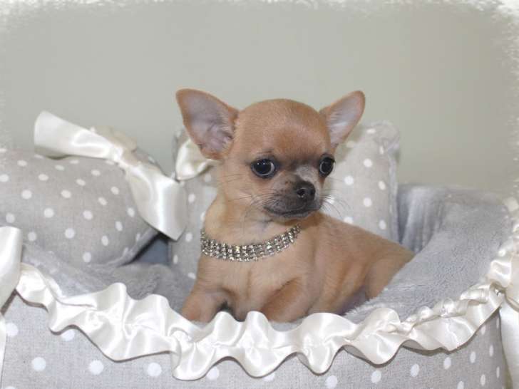 Magnifique chiot mâle Chihuahua LOF disponible