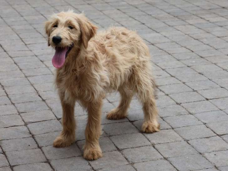 2 chiots femelles Goldendoodle de 5 mois à vendre