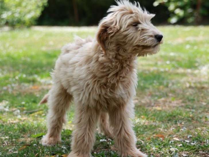 Chiots Goldendoodle de 3 mois à vendre