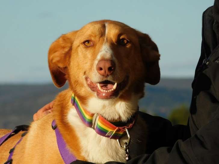 Airine, douce et magnifique croisée Podenca de 7 ans à adopter