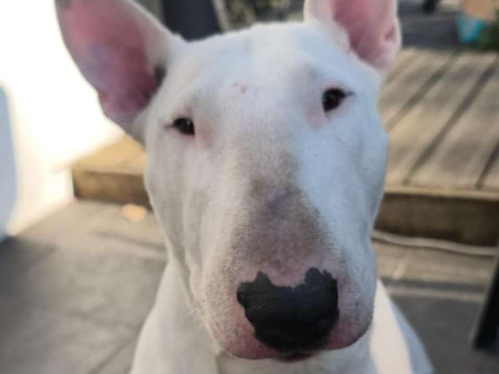 Femelle Bull Terrier disponible pour saillie
