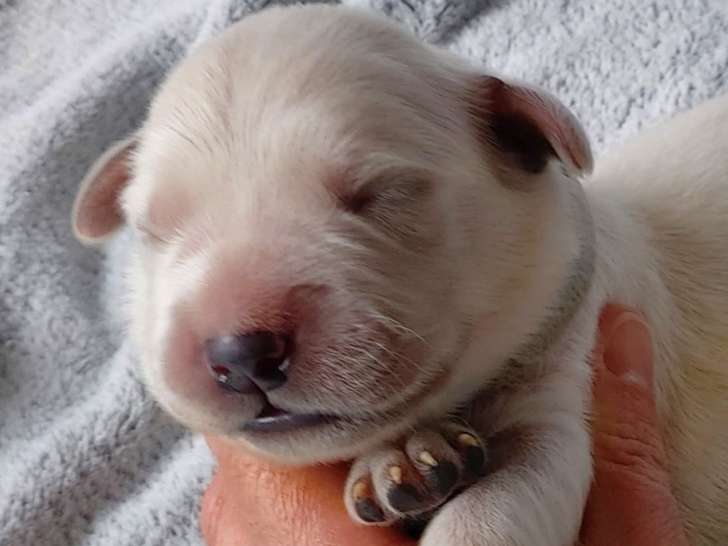 Chiots Golden Retriever LOF à réserver