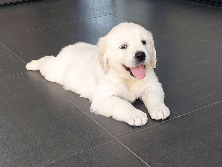 Chiots Golden Retriever LOF à réserver