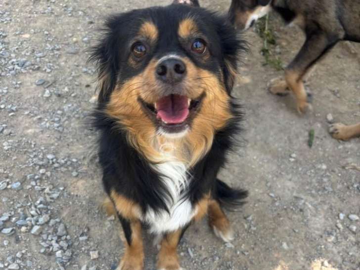 Altheo, adorable chien de 2 ans à adopter