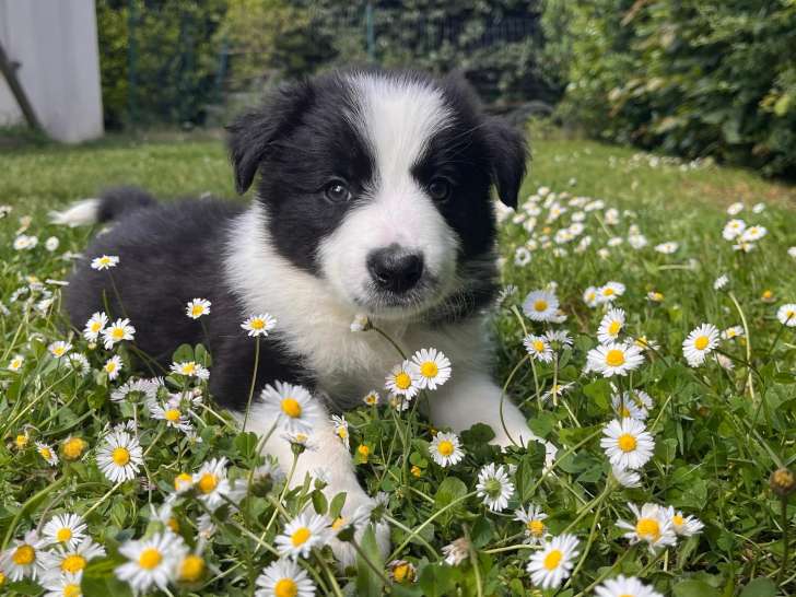 Border Collie Lof Lignée Beauté