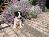 Border Collie Lof Lignée Beauté - Avec Pédigré