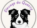 Border Collie Lof Lignée Beauté - Avec Pédigré