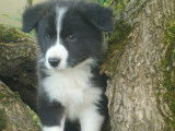 Border Collie Lof Lignée Beauté - Avec Pédigré