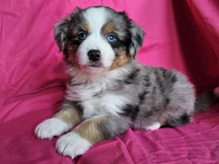Femelle bleu merle tricolore aux yeux bleu a 2100€