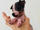 Chiots American Hairless Terrier à vendre