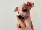 Chiots American Hairless Terrier à vendre