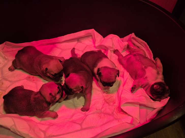Chiots Bouledogue Français à vendre