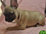 Chiots Bouledogue Fran&ccedil;ais &agrave; vendre