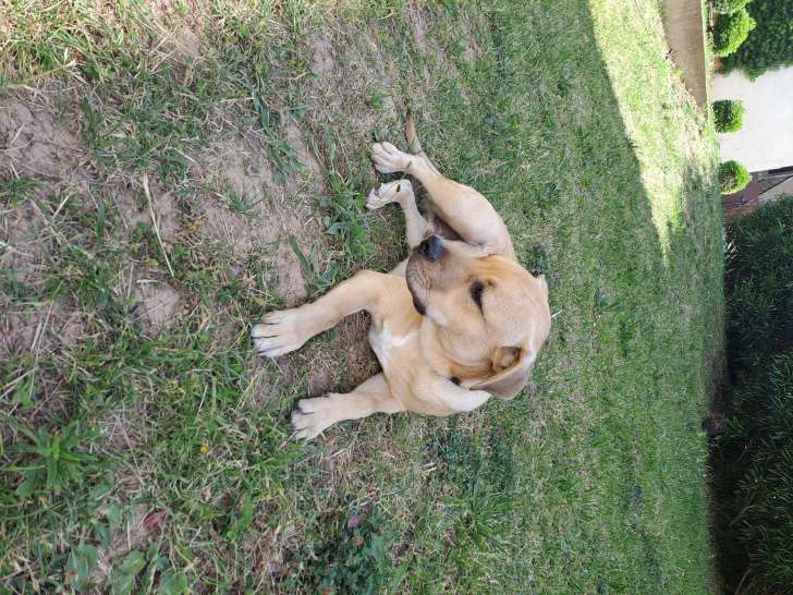 Merveilleux chiot Labrador croisé Staff à donner