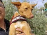 À adopter : chienne Podenco fauve