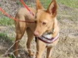 À adopter : chienne Podenco fauve