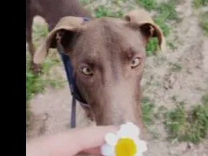 Disponible à l'adoption : chiot mâle Galgo marron