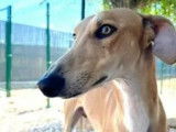 En attente d'adoption : chien Galgo de 2 ans