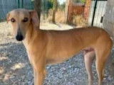 En attente d'adoption : chien Galgo de 2 ans