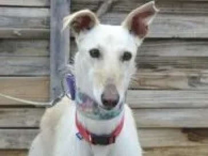 Prête pour l’adoption : chienne Galgo blanche