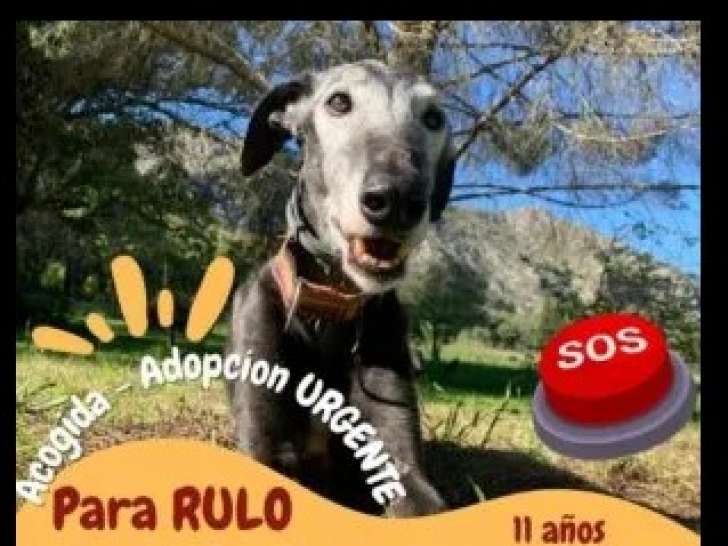 En attente d'un foyer : chien Galgo gris