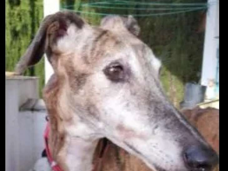 À accueillir : chien Galgo au pelage bringé
