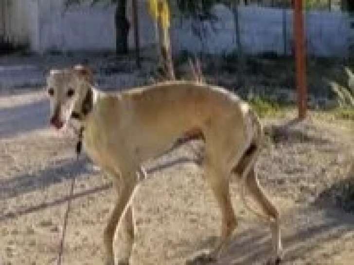 En quête d'un foyer : chien Galgo crème