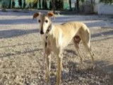 En quête d'un foyer : chien Galgo crème