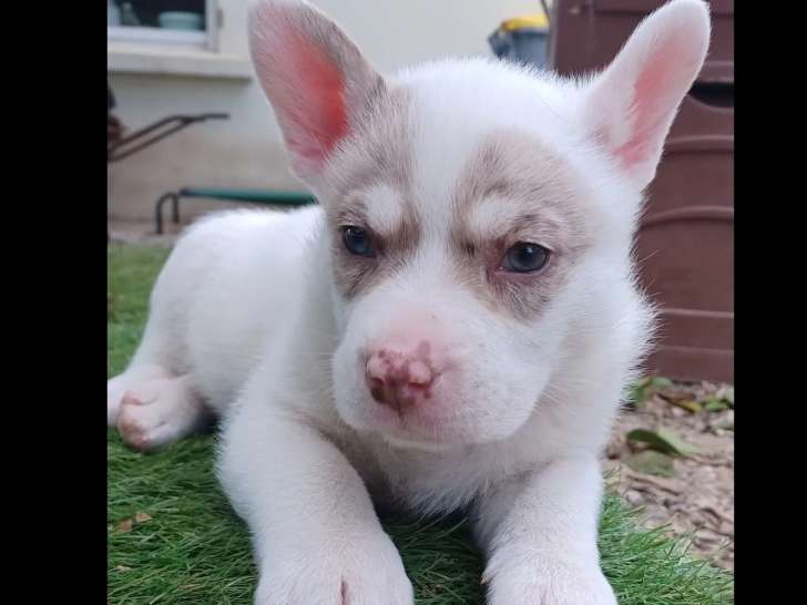 Adoption disponible : chiot mâle Berger Australien de 2 mois