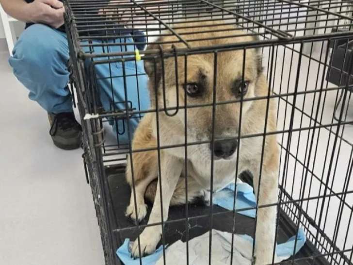 À la recherche d’une famille : chienne de 4 ans